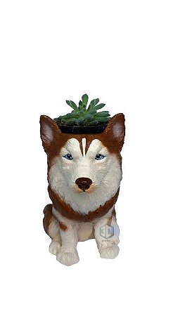 Vaso Husky  suculentas