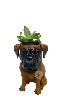Vaso Boxer suculentas