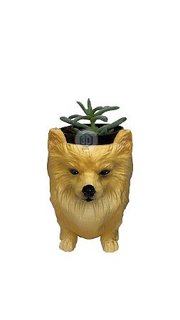 Vaso Spitz Japonês Macho