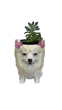 Vaso Spitz Japonês Fêmea