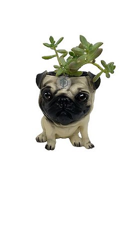 Vaso Pug suculentas