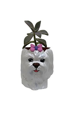 Vaso Maltês fêmea suculentas
