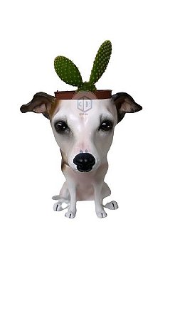 Vaso Galgo suculentas