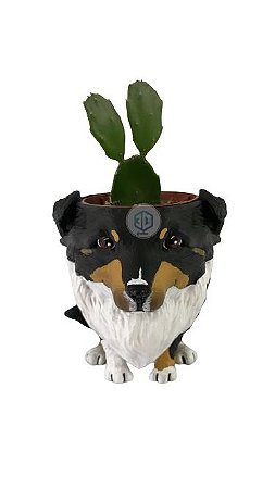 Vaso Shetland orelhas dobradas suculentas