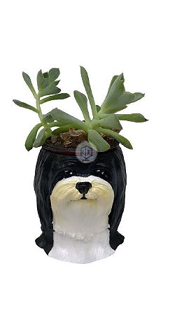 Vaso Lhasa suculentas