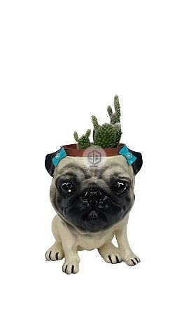 Vaso Pug Fêmea suculentas