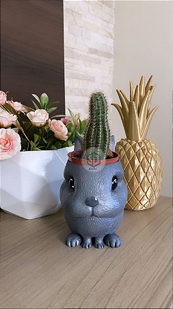 Vaso Coelho suculentas