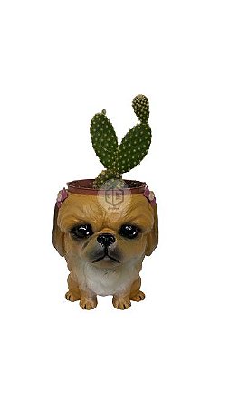 Vaso Pequinês Fêmea  suculentas