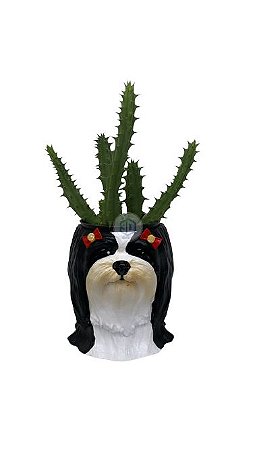 Vaso Lhasa Fêmea suculentas