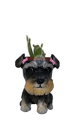 Vaso Schnauzer fêmea  suculentas