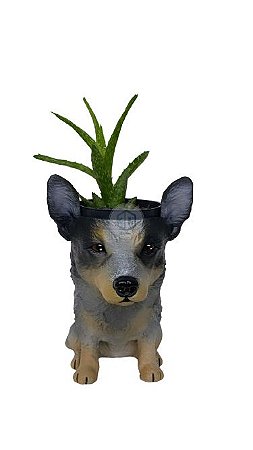 Vaso blue heeler suculentas