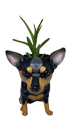 Vaso Pinscher suculentas