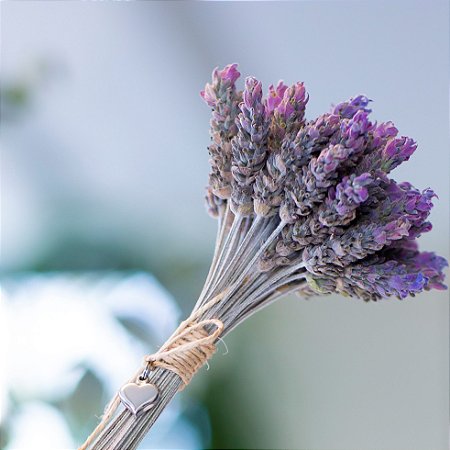 Buquê de Lavanda Dentata Desidratada