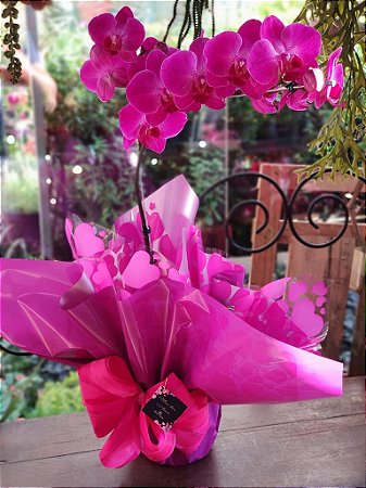 Orquídea Phalaenopsis Pink Presente