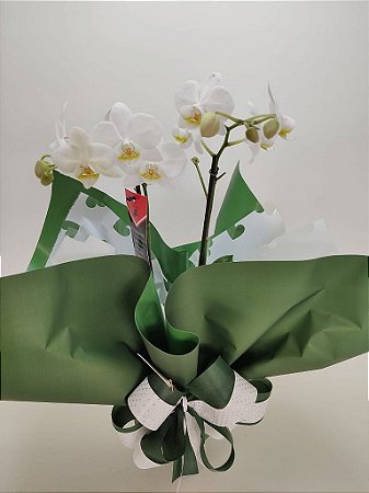 Orquídea Phalaenopsis Branca Promoção