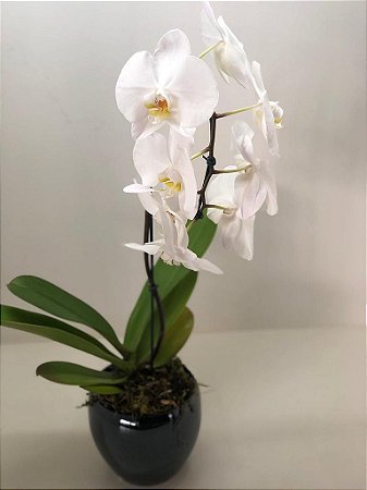 Orquídea Cachepo de Porcelana