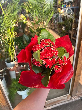 kalanchoe