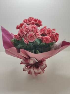 Begônia P 15 ( Consultar Cores Disponíveis)
