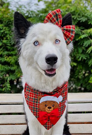 Kit Laço e bandana Urso de Natal