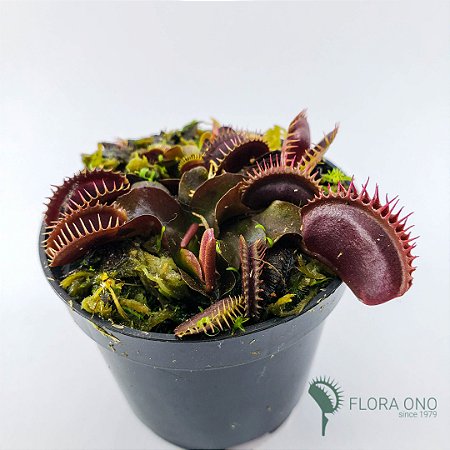 Dionaea Muscipula Maroon Monster - Muda (pequeno)