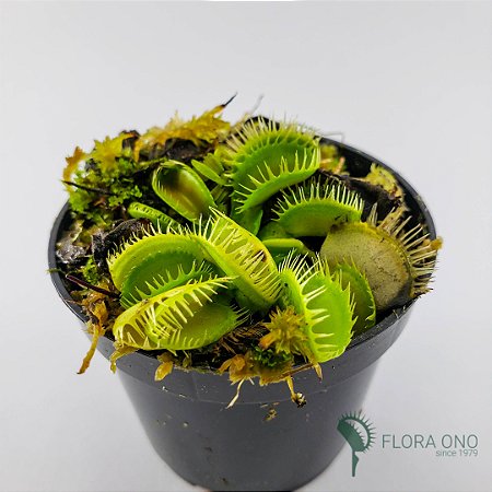 Dionaea Muscipula Triton-  Muda (Pequeno)