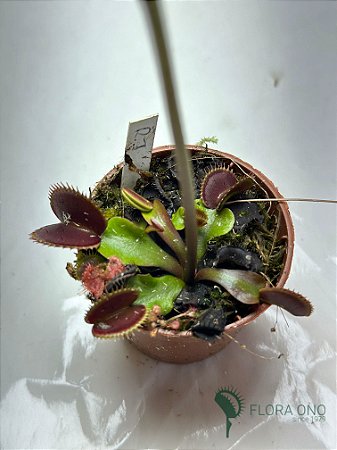 Dionaea Muscipula Red Jaws - Muda
