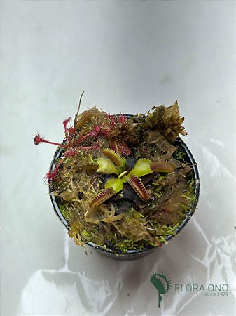 Dionaea Muscipula Alien - Muda