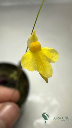 Utricularia subulata