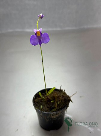 Utricularia longifolia