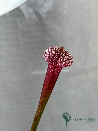 Sarracenia leucophylla x purpurea - Muda (pequena)