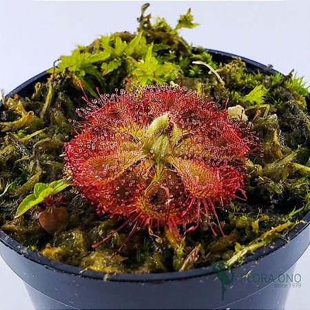 Drosera Burmannii - Adulto