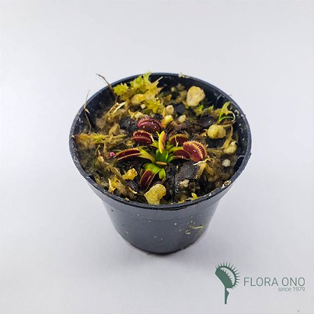 Dionaea Muscipula La Grosse à Guigui - Muda (Pequeno)