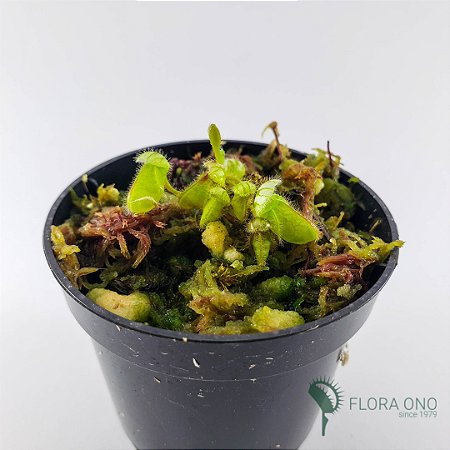 Cephalotus - Muda (Pequeno)