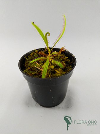 Drosera Adelae - Muda (Pequeno)