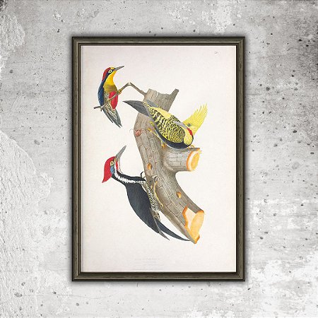 Prancha pica-paus por Descourtilz