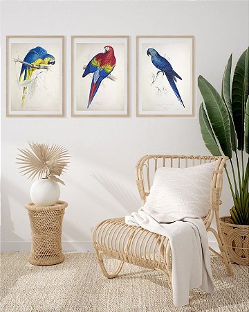 Coleção "Araras Magníficas" por Edward Lear