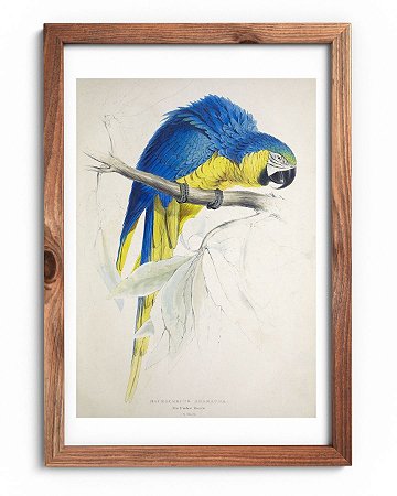 Arara-canindé por Edward Lear