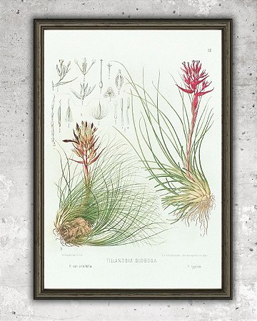 Prancha "Tillandsia globosa" por Liepoldt