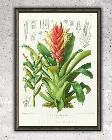 Prancha "Vriesea paraibica" por Liepoldt