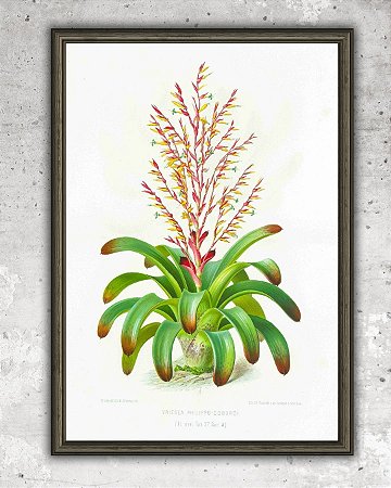 Prancha "Vriesea philippo-coburgi" por Liepoldt