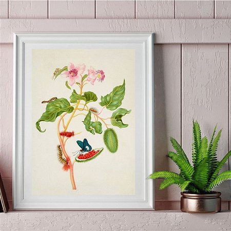 Prancha "urucum e Pyrrhopyge" por Maria Sibylla