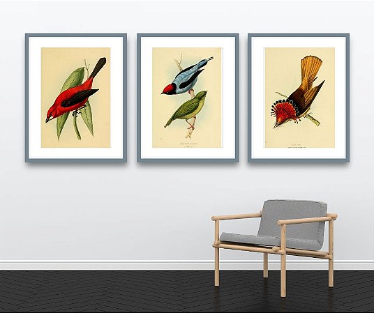 Coleção "Aves da Mata Atlântica por William Swainson"