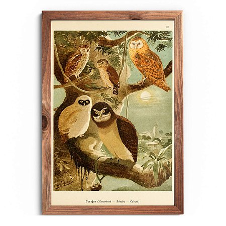 Prancha corujas da Amazônia por Ernesto Lohse