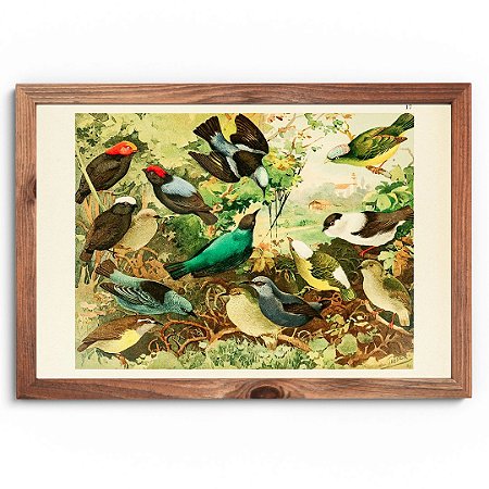 Prancha tangarás por Ernesto Lohse