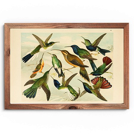 Prancha beija-flores da Amazônia por Ernesto Lohse