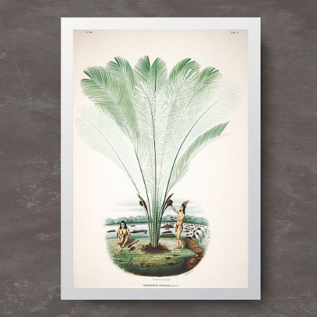 Prancha palmeira murumuru-iri no rio Yatapu por João Barbosa Rodrigues