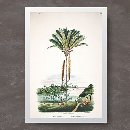 Prancha palmeira tucumã no rio Trombetas por João Barbosa Rodrigues