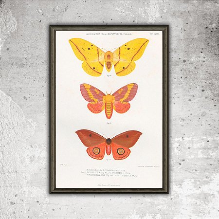 Prancha "Mariposas do Brasil, por Benedito da Silva"