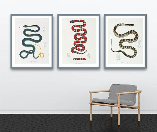 Coleção "Serpentes por Maximiliano Wied"