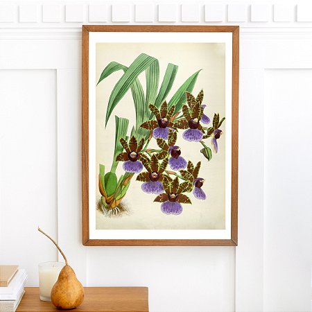 Prancha zygopetalum por Fitch